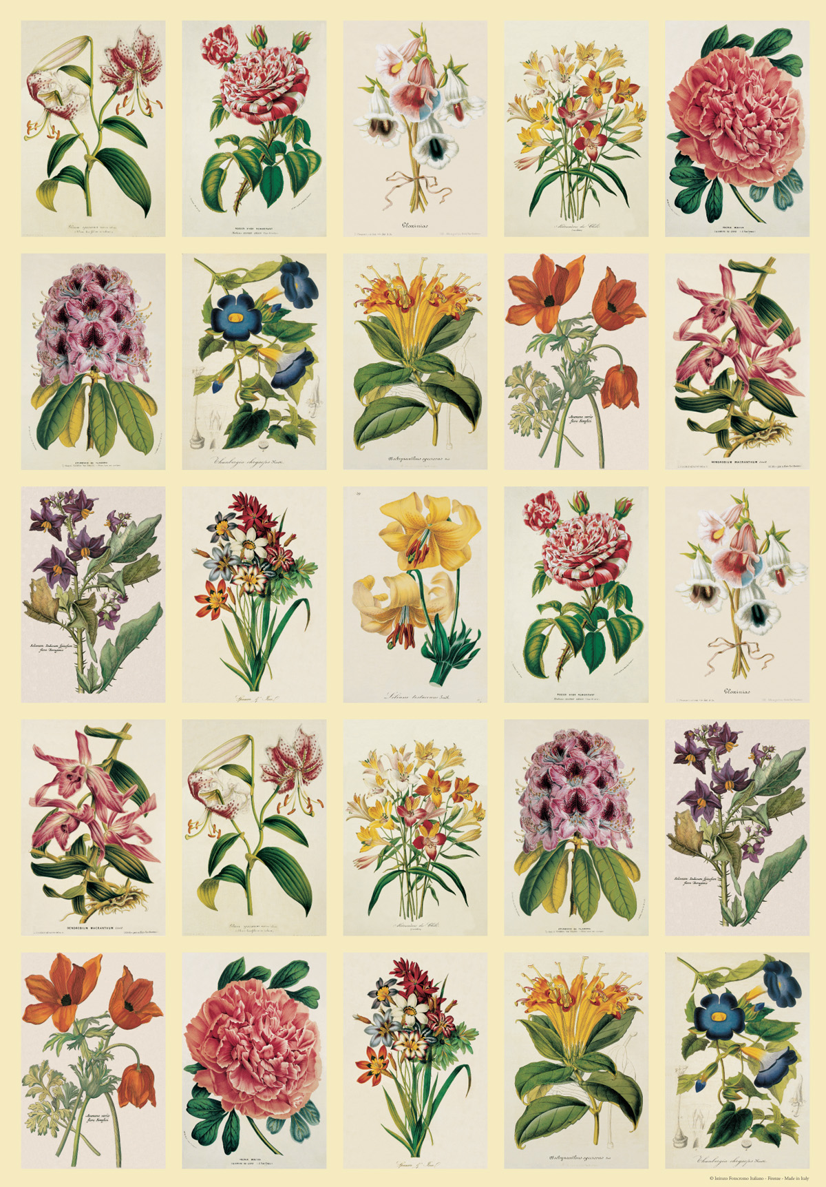 vintage-art-vintage-art-posters-20-x28-botanica-flowers